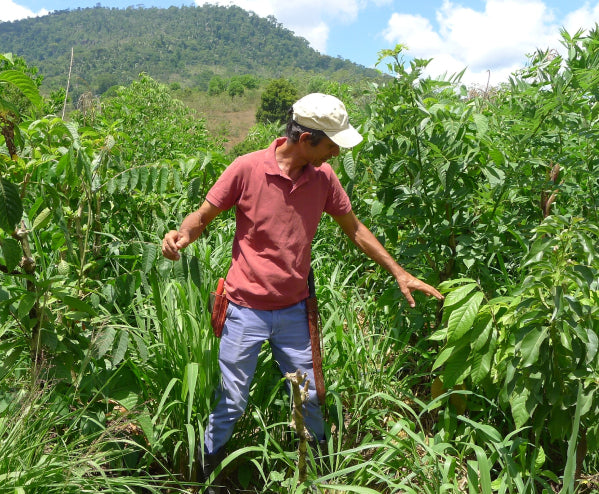 man in a salmon coloured shirt and jeans in a cacao field