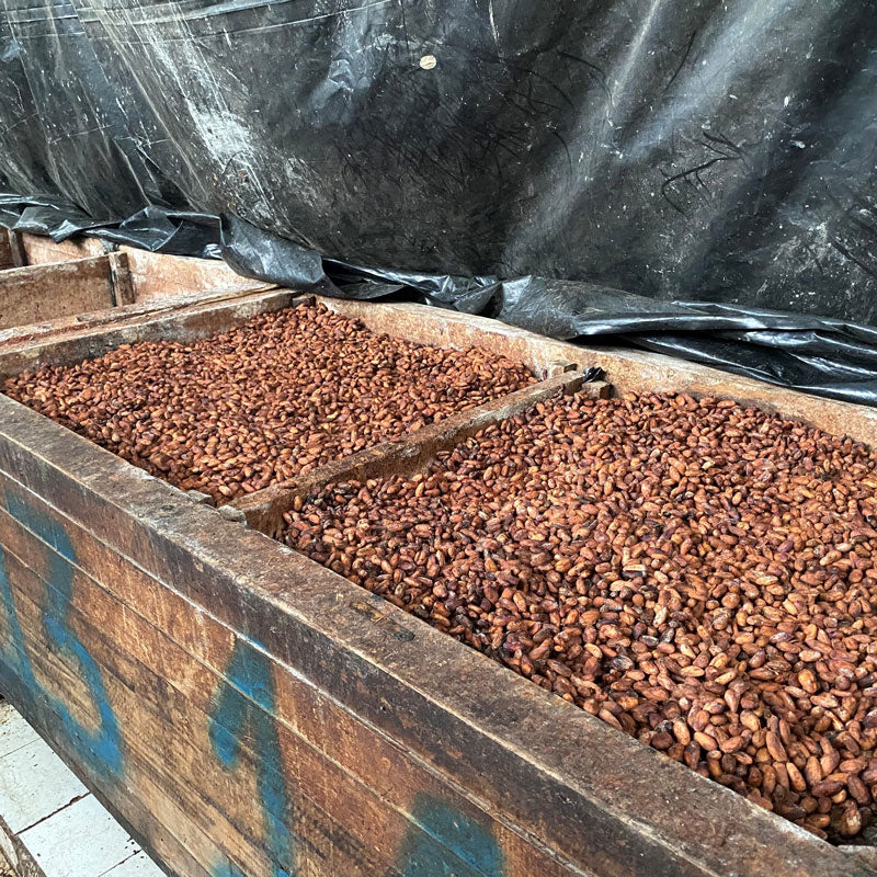 Bins of fermenting cacao beans