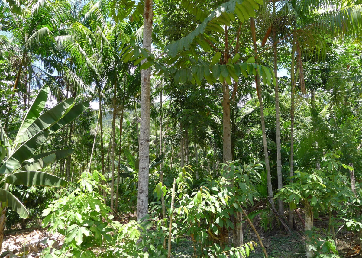 meadow of cacao and tropical trees