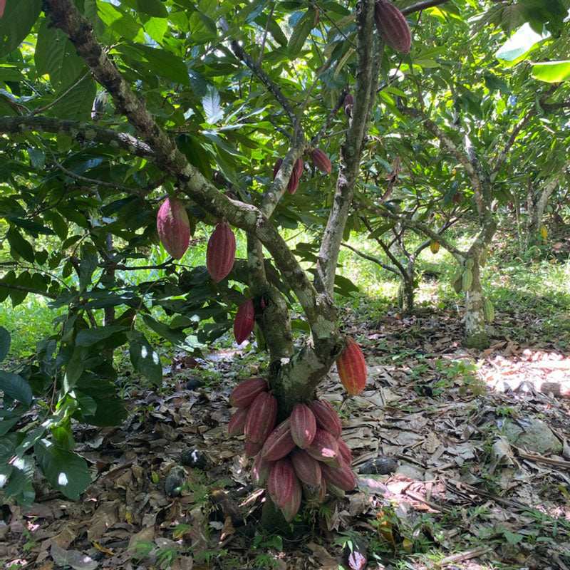 Cacao Pods on a tree